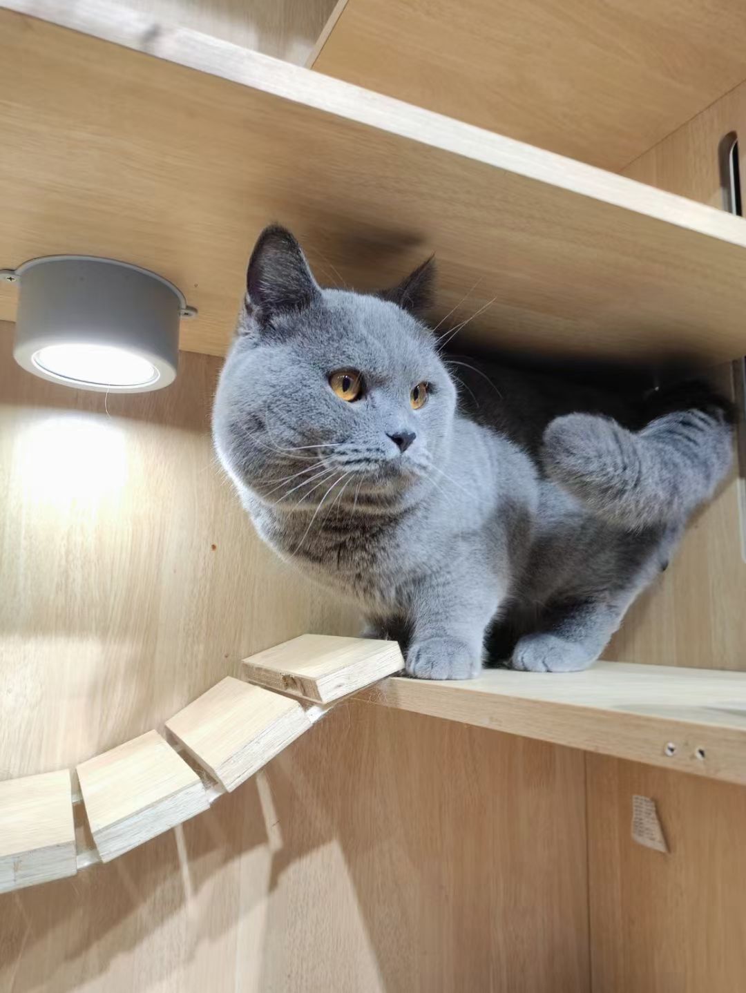 双血统英短蓝猫